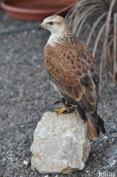Birds of Prey Show