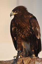 Birds of Prey Show