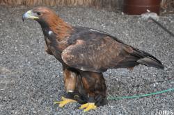 Aquila chrysaetos x nipalensis