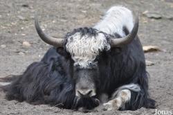 Bos grunniens grunniens