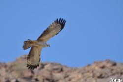 Wadi Al Helo