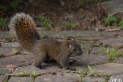 Callosciurus erythraeus thaiwanensis