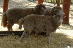 Mouton Merino Branco