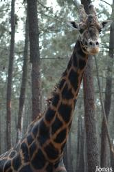Badoca Safari Park