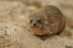 Al Ain Wildlife Park and Resort