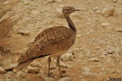Al Ain Wildlife Park and Resort