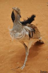 Al Ain Wildlife Park and Resort
