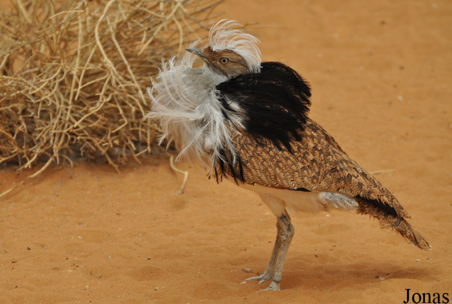 Al Ain Wildlife Park and Resort