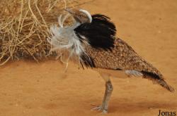 Al Ain Wildlife Park and Resort