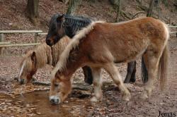 Wild- und Wanderpark Silz
