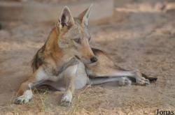 Al Ain Wildlife Park and Resort
