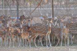 Al Ain Wildlife Park and Resort