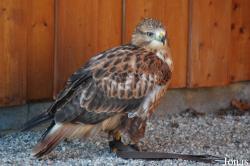 Buteo buteo