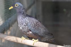 Marchand d'animaux