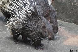 Hystrix brachyura