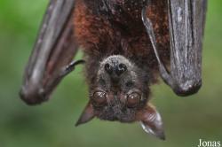 Pteropus vampyrus