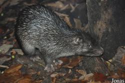 Trichys fasciculata