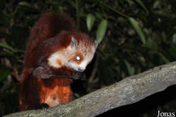 Singapore Night Safari