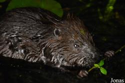 Castoridae