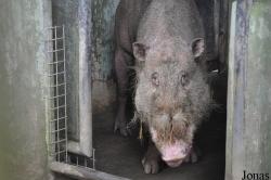 Sus barbatus oi