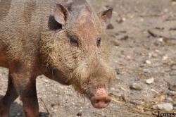 Sus barbatus
