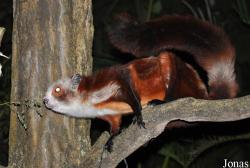 Singapore Night Safari