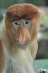 Singapore Zoo