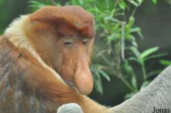 Singapore Zoo