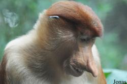 Singapore Zoo