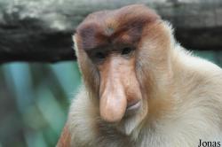 Singapore Zoo