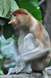 Singapore Zoo