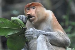 Singapore Zoo