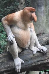 Singapore Zoo
