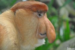Singapore Zoo