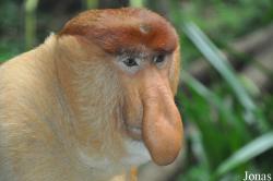Singapore Zoo