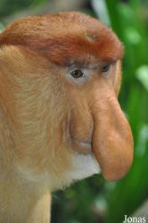 Singapore Zoo
