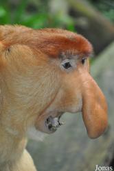 Singapore Zoo