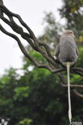 Singapore Zoo