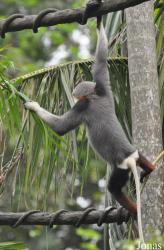 Singapore Zoo