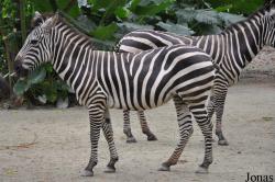 Singapore Zoo