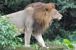Singapore Zoo