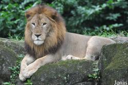 Panthera leo nubica