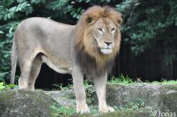 Singapore Zoo