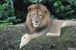 Singapore Zoo