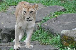 Singapore Zoo