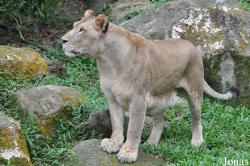Singapore Zoo
