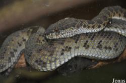 Trimeresurus purpureomaculatus