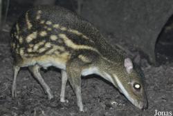 Moschiola meminna