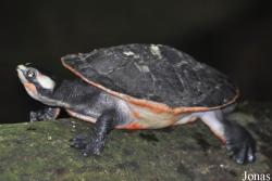 Pseudemys rubriventris