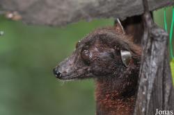 Singapore Zoo